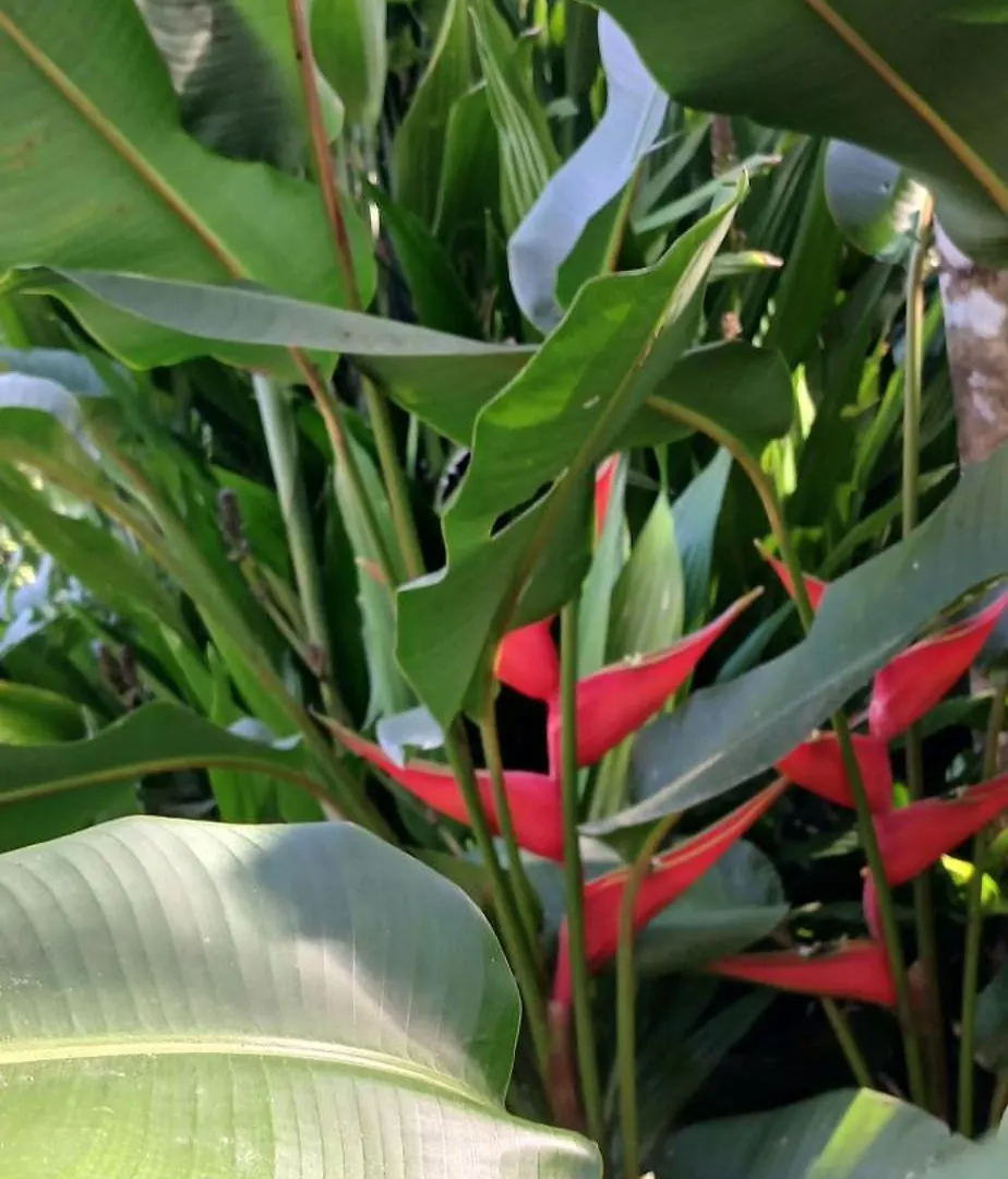 بيت ضيافة Reserva Brasileira برايا دو روزا